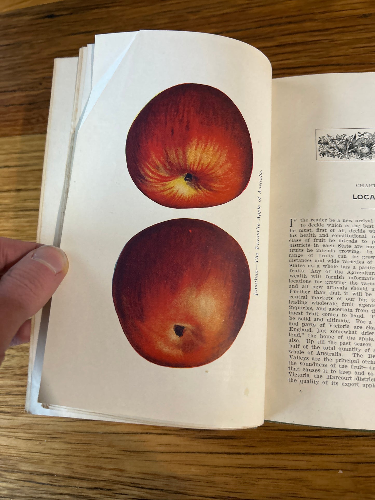 The Fruitgrower’s Handbook - H.McEwin, Karoola, Tasmania. Published by E.W. Cole 1913